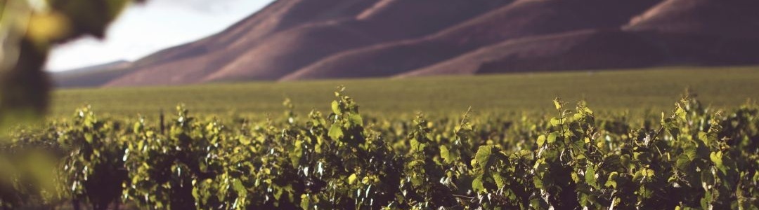 Why quality and value could drive the Treasury Wine Estates share price higher background image